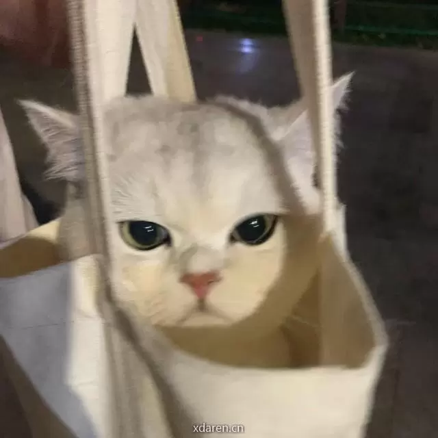丸丸子养基