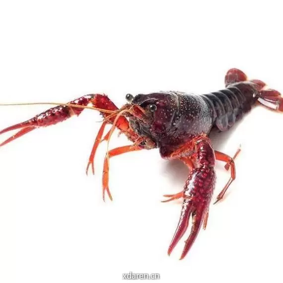 职场小龙虾