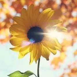 向阳花开啦