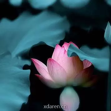 李无为的江湖