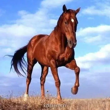 静晔思
