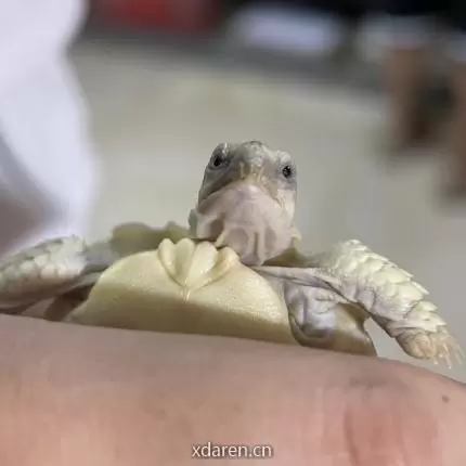 珍龟潮宠