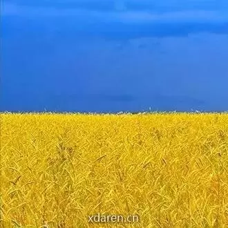 狼叔看世界