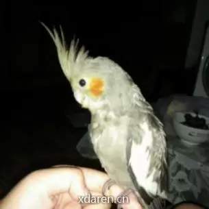 从一只鹦鹉说起