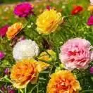 百花轩主