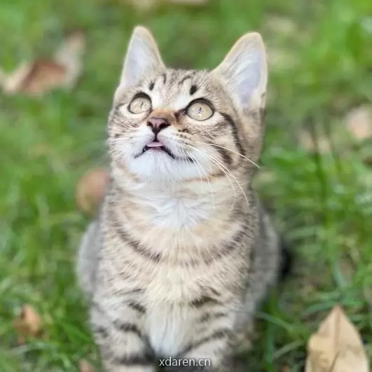 上商猫猫队