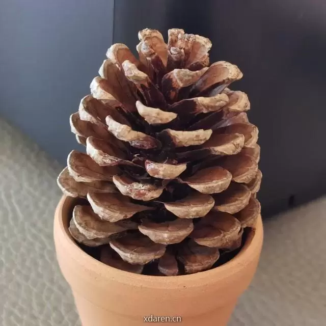 职有锋哥