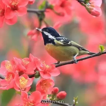 秘密风情画