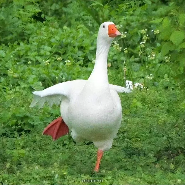 想把全世界种满香菜