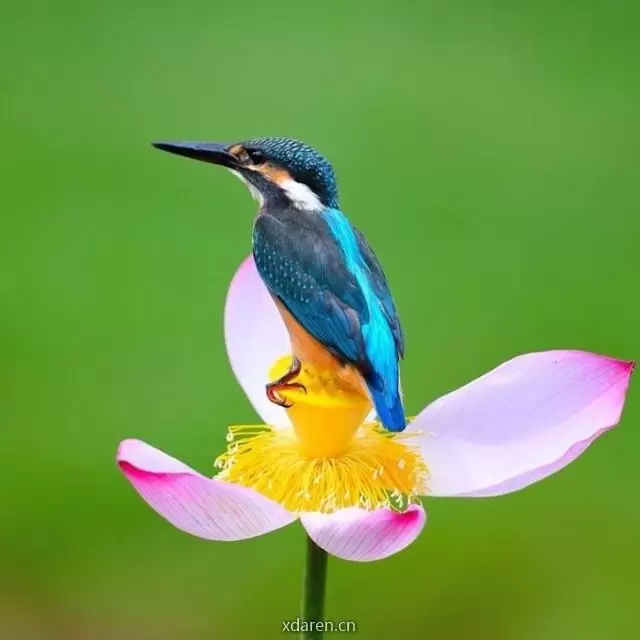 环京视点