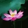 资水的投资茶馆