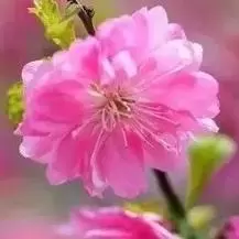 佛学修身