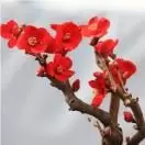 老友所靠