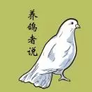 养鸽者说