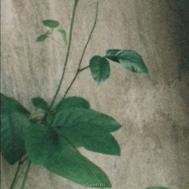 七毛