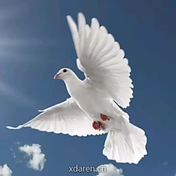 智说赛鸽