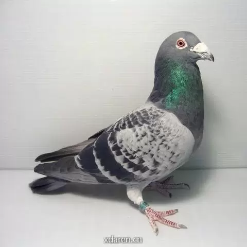 信鸽资讯