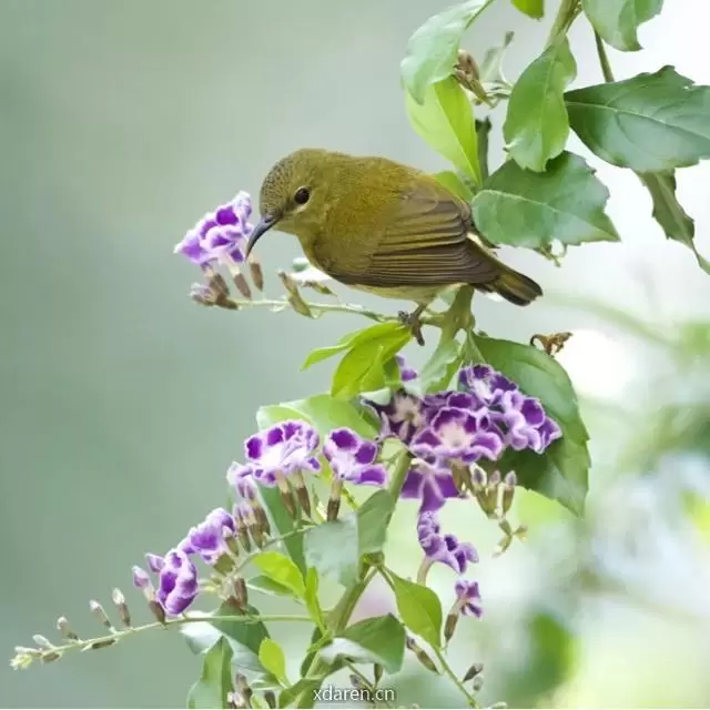 灵芽
