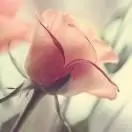 小时美文