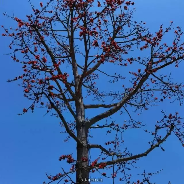 生命如此灿烂
