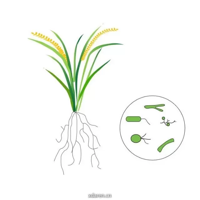 土壤微生物组