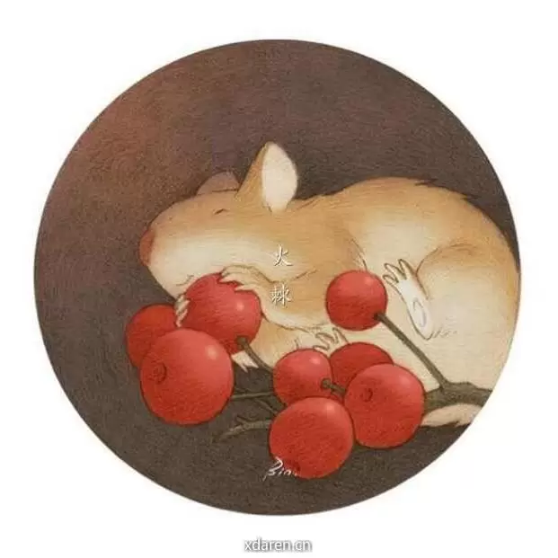 火棘果子