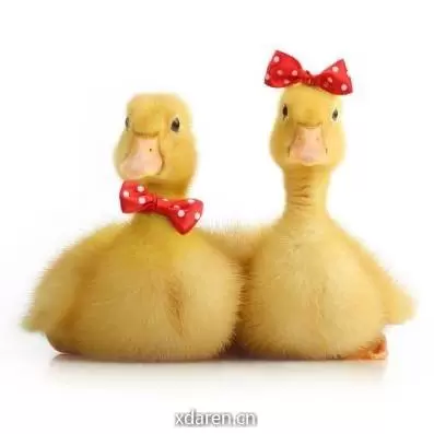 开智英语学习